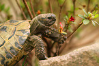 Hermann's tortoise