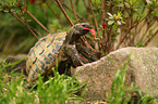 Hermann's tortoise