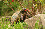 Hermann's tortoise