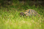 Hermann's tortoise