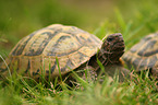Hermann's tortoise