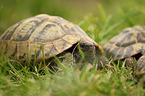 Hermann's tortoise