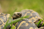 Hermann's tortoises