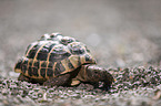 Greek tortoise
