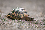 Greek tortoise