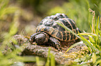 Greek tortoise