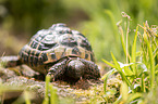 Greek tortoise