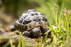 Greek tortoise