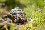 Greek tortoise