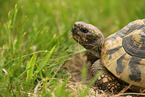 greek tortoise