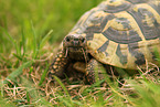 greek tortoise