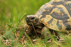 greek tortoise