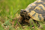 greek tortoise