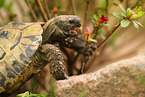 greek tortoise