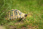 greek tortoise