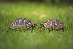 Hermann's tortoise