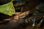 hog-nosed pit viper
