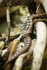 Horned viper