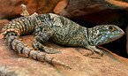 iguana