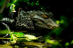 caiman