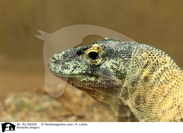 Komodowaran / Komodo dragon / KL-08339