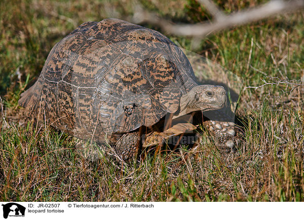 Pantherschildkrte / leopard tortoise / JR-02507