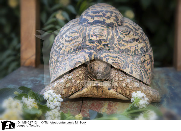 Pantherschildkrte / Leopard Tortoise / MS-01712