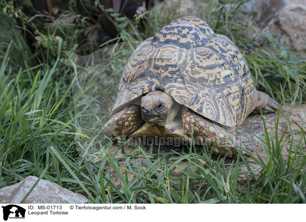 Pantherschildkrte / Leopard Tortoise / MS-01713