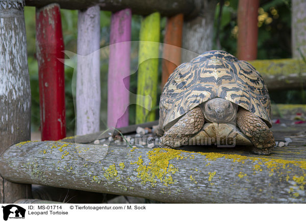 Pantherschildkrte / Leopard Tortoise / MS-01714