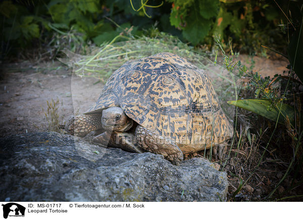 Pantherschildkrte / Leopard Tortoise / MS-01717