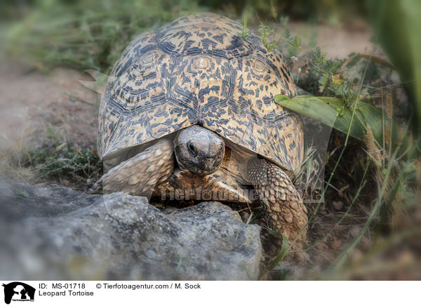 Pantherschildkrte / Leopard Tortoise / MS-01718