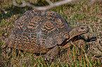 leopard tortoise
