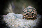 Leopard Tortoise