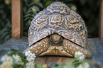 Leopard Tortoise
