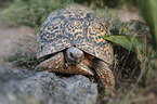 Leopard Tortoise