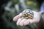 human with Leopard Tortoise