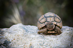 Leopard Tortoise