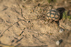 Leopard Tortoise