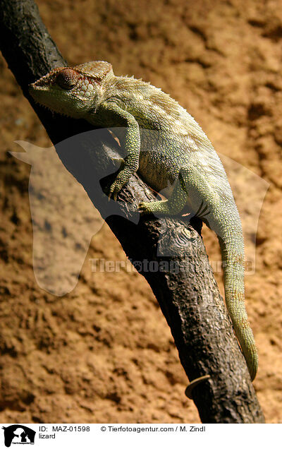 Eidechse / lizard / MAZ-01598