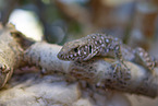 lizard
