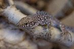 lizard