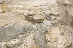 Lizard
