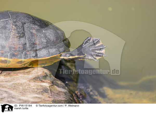 Buchstaben-Schmuckschildkrte / marsh turtle / PW-15184