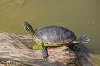 marsh turtle