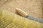 Mexican west coast rattlesnake