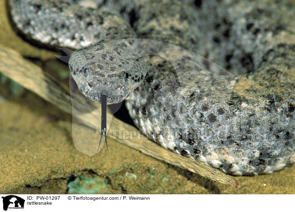 Gefleckte Klapperschlange / rattlesnake / PW-01297