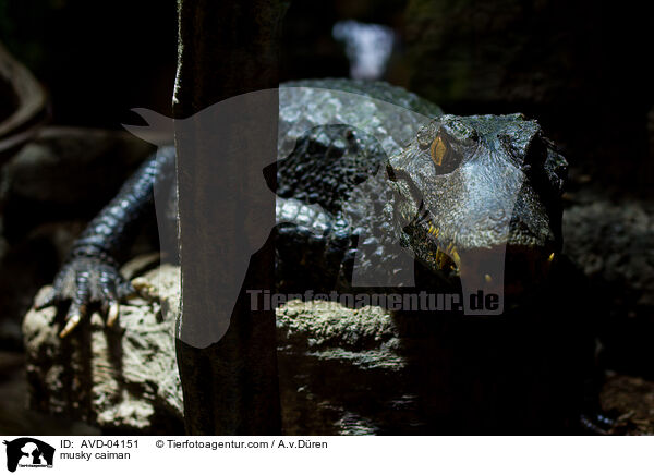 musky caiman / AVD-04151