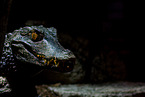 musky caiman
