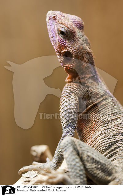Mwanza Flat-headed Rock Agama / WS-04587
