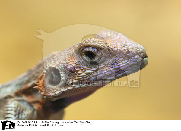 Mwanza Flat-headed Rock Agama / WS-04588